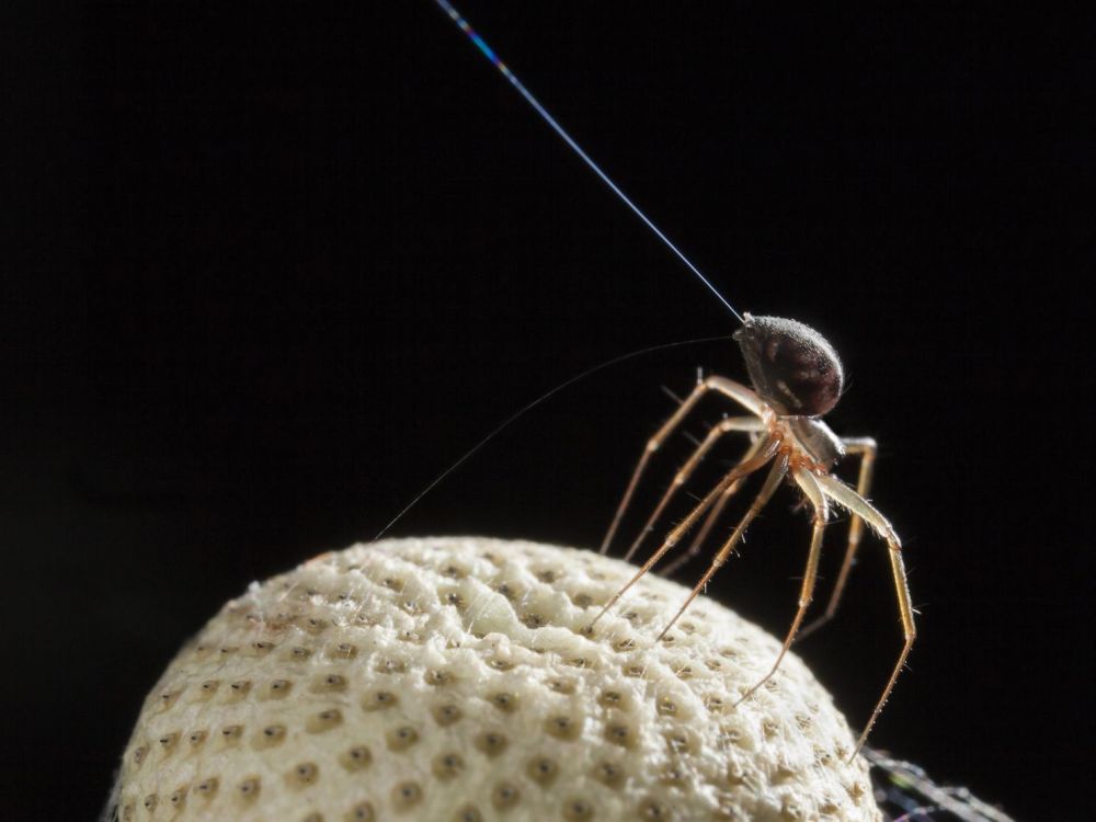 RESSOURCES/Insolite : L’envol des araignées 